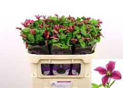 Clematis Amazing Kyiv 70cm
