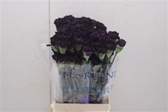 Dianthus Single Florigene Moonvista 70cm