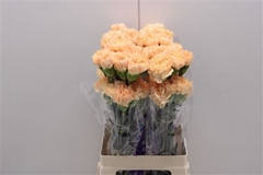 Dianthus Single Caroline Gold 75cm