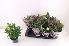 Rosa Patio-Hit Mix 5 Kinds 13Ø 33cm