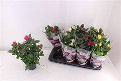 Rosa Patio-Hit Mix 5 Kinds 13Ø 33cm