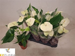 Anthurium Arisa White 14Ø 55cm