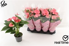 Anthurium Sweet Dream 14Ø 50cm
