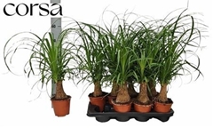Beaucarnea Recurvata 14Ø 60cm