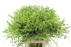 Cyperus Glaber 70cm