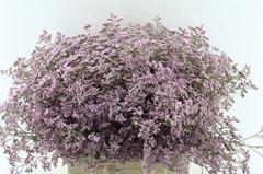 Limonium Safora Oshi Pink 70cm 50gr.
