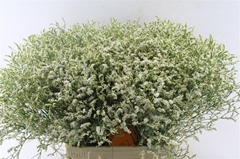 Limonium Sinense Sensy Tip Top 70cm 30gr.