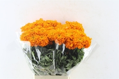 Tagetes Promise Orange 70cm