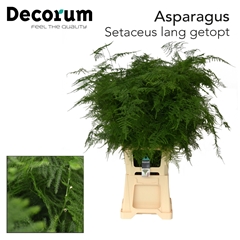 Asparagus Setaceus 80cm