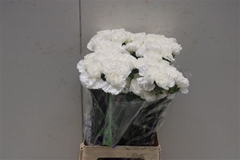 Dianthus Single Moonlight 70cm