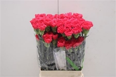 Dianthus Single Mandalay 75cm