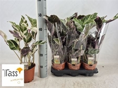 Calathea Fusion White 14Ø 50cm