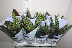 Calathea Lancifolia 14Ø 40cm