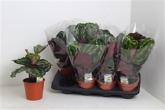 Calathea Medallion 14Ø 45cm