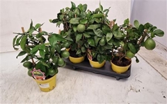 Citrus Meyer 14Ø 40cm