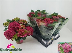 Hydrangea Hi Fire 14Ø 38cm