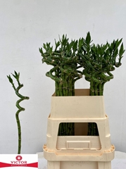 Dracaena Lucky Bamboo 80cm Spiral