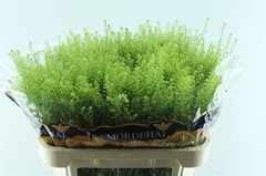 Lepidium Ruderale Green Bell 80cm 25gr.