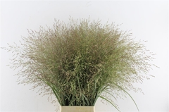 Panicum Warrior 90cm