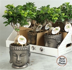 Ficus Microcarpa Ginseng 15Ø 33cm