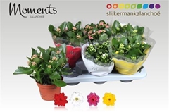 Kalanchoe Double Mix 15Ø 26cm