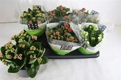 Kalanchoe Double Mix 15Ø 26cm