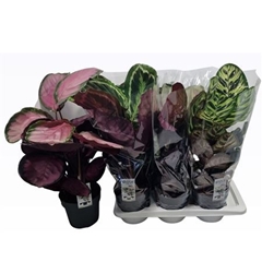 Calathea Mixed 4 Varietys 17Ø 65cm