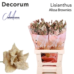 Eustoma Double Painted Alissa Brownies 70cm