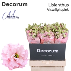 Eustoma Double Alissa Light Pink 70cm