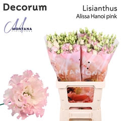 Eustoma Double Alissa Pink 60cm