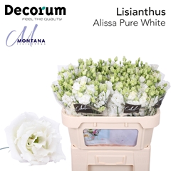 Eustoma Double Alissa Pure White 70cm