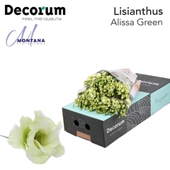 Eustoma Double Alissa Green 70cm