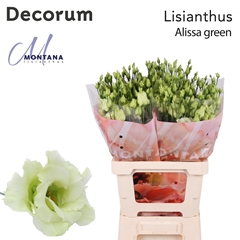 Eustoma Double Alissa Green 70cm