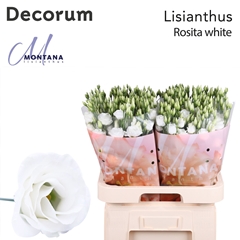 Eustoma Double Rosita White 70cm