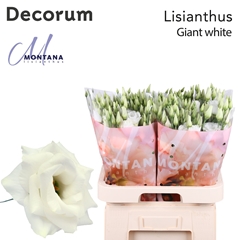 Eustoma Double Arena Giant White 70cm