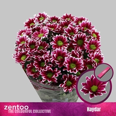 Chrysanth Spray Haydar 70cm 80gr.