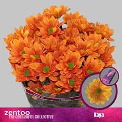 Chrysanth Spray Kaya 70cm 80gr.