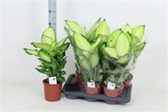 Dieffenbachia Summer Style 17Ø 55cm
