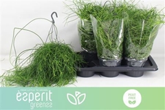 Rhipsalis Oasis 17Ø 30cm