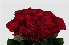 Rosa Mamamia 60cm