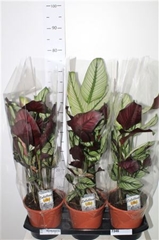 Calathea Whitestar 19Ø 93cm