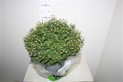 Chrysanthemum Jasoda Mix 19Ø 45cm
