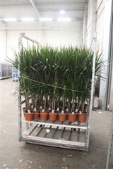 Dracaena 19Ø 140cm