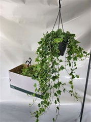 Hedera Helix Mint Kolibri 19Ø 100cm