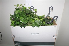 Hedera Helix Wonder 19Ø 50cm