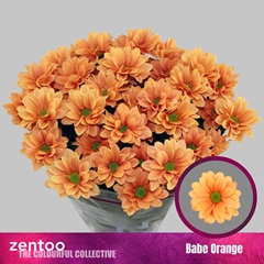 Chrysanth Spray Babe Orange 70cm 75gr.
