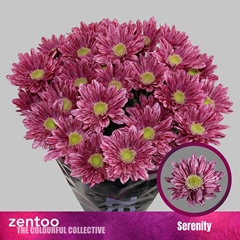 Chrysanth Spray Serenity 70cm 70gr.