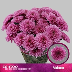 Chrysanth Spray Fabiënne 70cm 80gr.