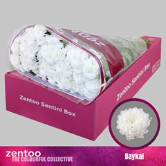 Chrysanth Santini Baykal 55cm 48gr.