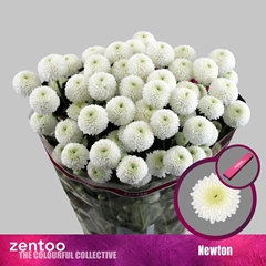 Chrysanth Spray Newton 70cm 70gr.